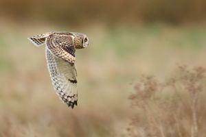 Short-eared Owl in Ashbourne
