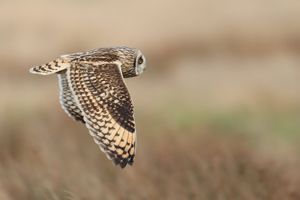 Short-eared Owl Hunting