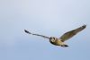 Short-eared Owls