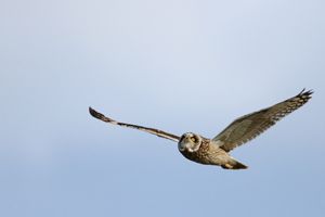 Short-eared Owl With Blus Sky
