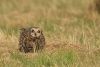 Short-eared Owls