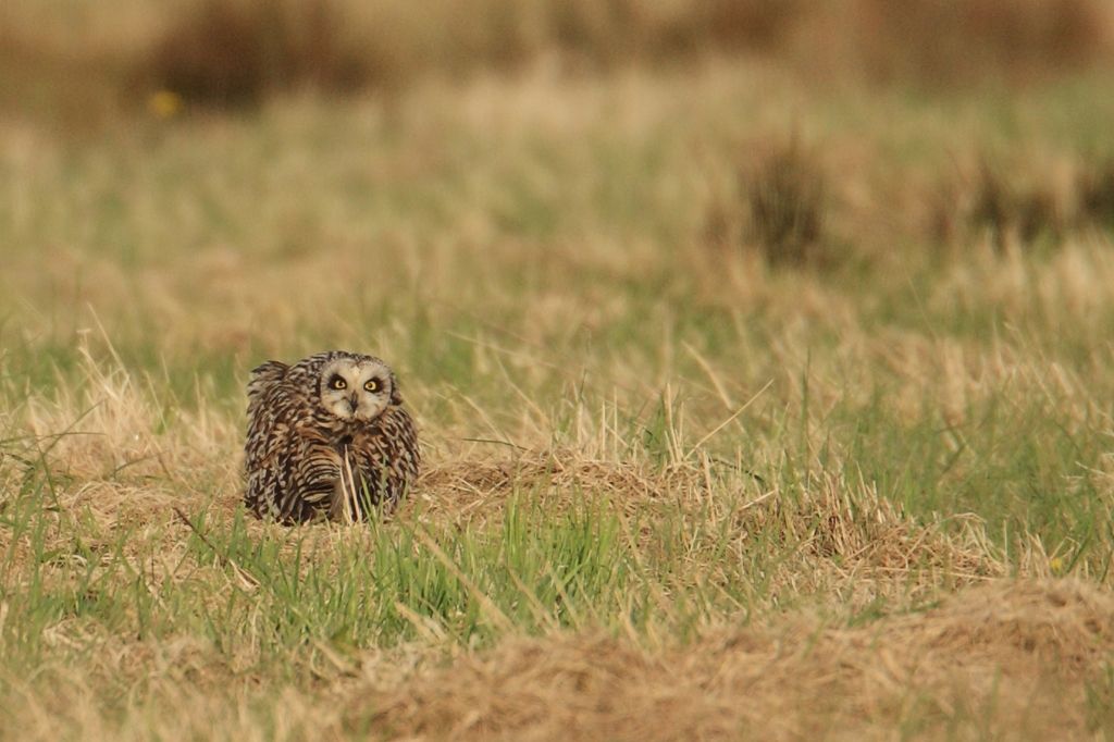 Short-eared Owl Rests in Grass