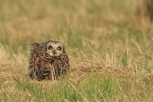 Short-eared Owl Rests in Grass