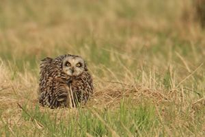 Short-eared Owls