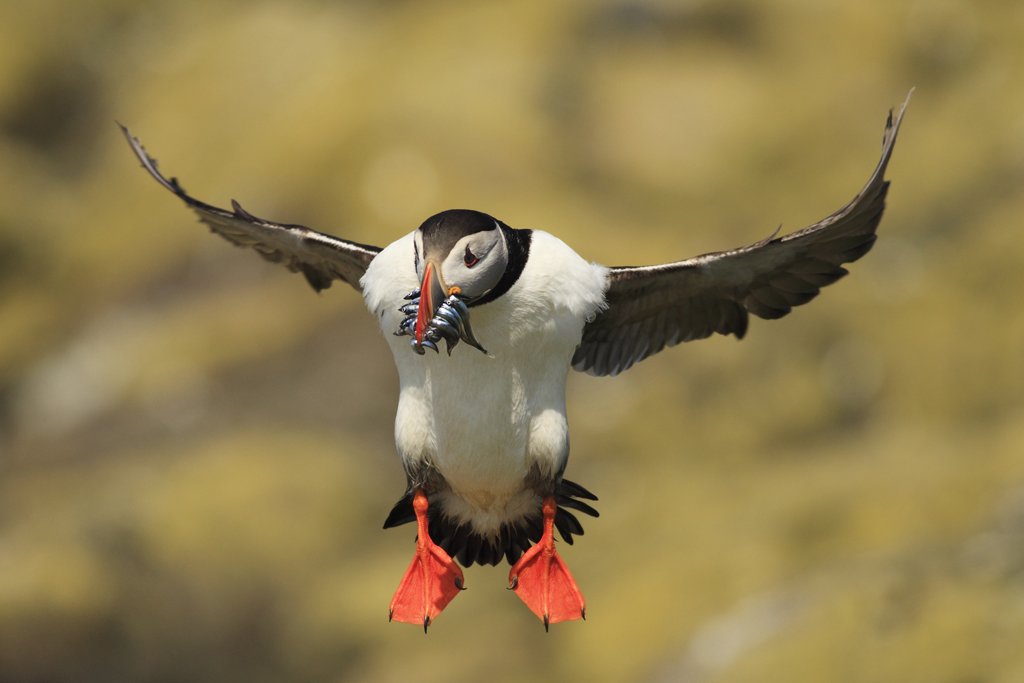 Puffin in Flight