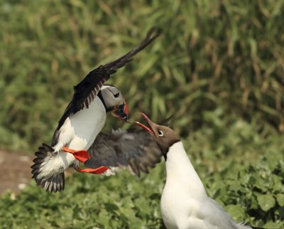 Puffin Attacked by Gull
