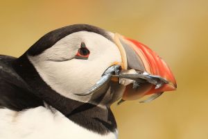 Puffins