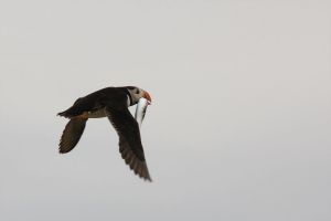 Puffin with Very Large Fish