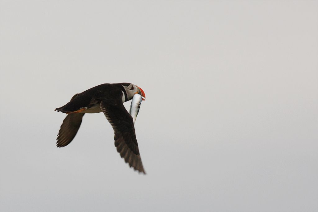 Atlantic Puffin,Fratercula arctica, with Large Fish