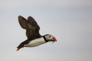 Atlantic Puffin in Flight with Sandeels