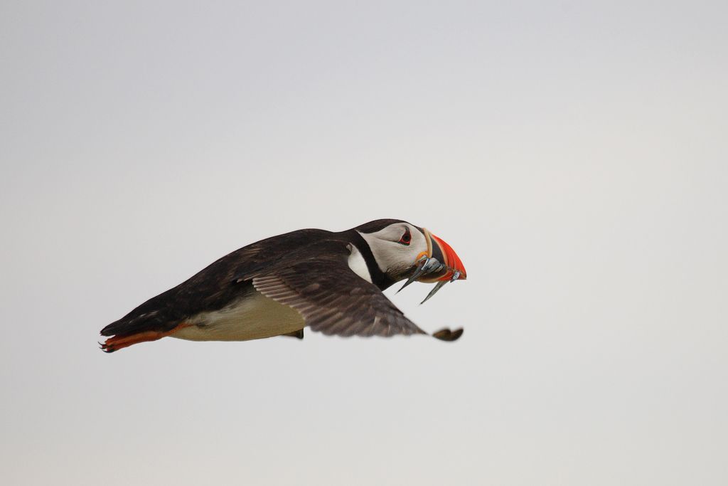 Atlantic Puffin in Flight