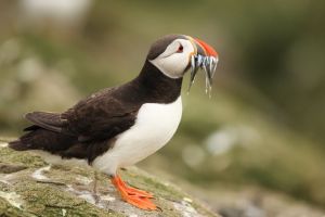 Puffin with Sandeels on Green Background