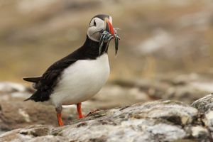 Puffin with Sandeels on Brown Background
