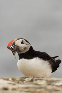 Sitting Puffin Portrait
