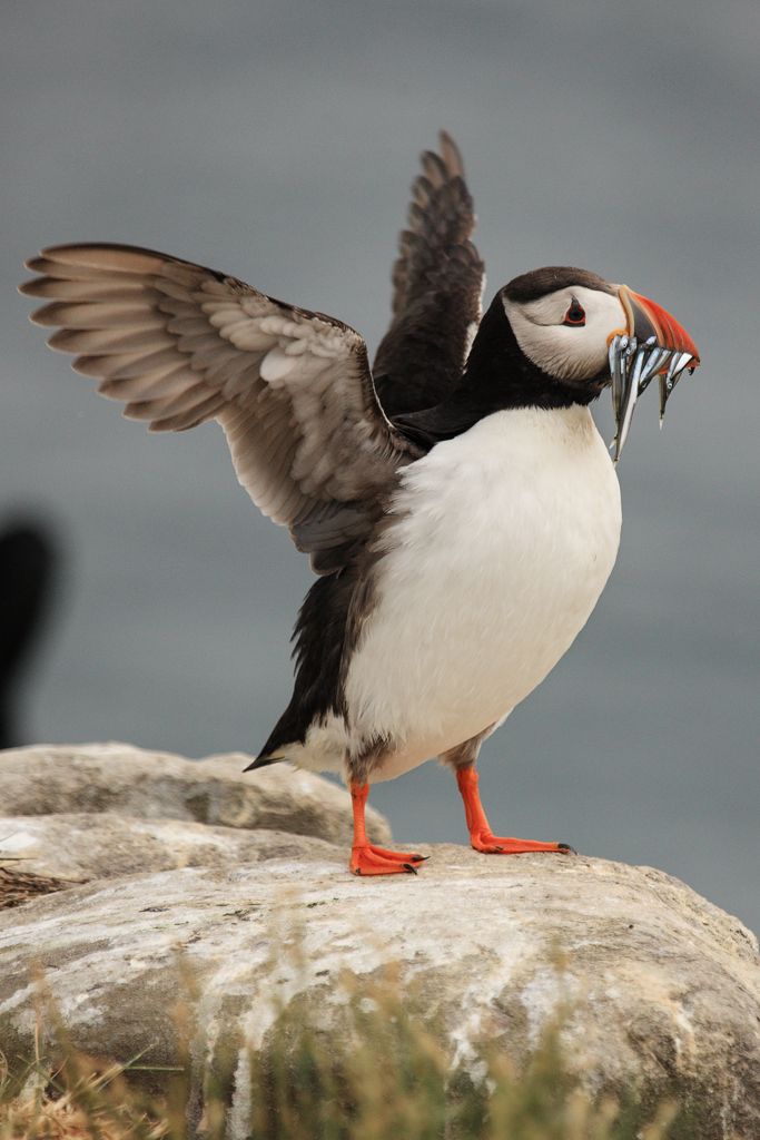 Standing Puffin Spreading Wings