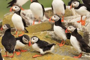 Two Puffins Billing