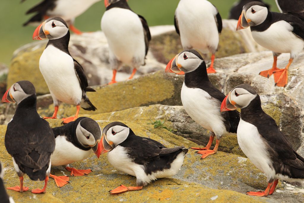 Two Puffins Billing