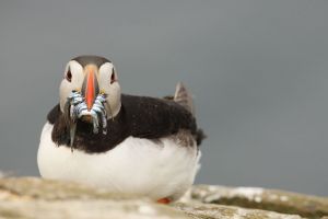 Puffins with Sandeels with Sea Background