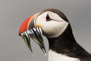 Closeup of Puffin with Sandeels