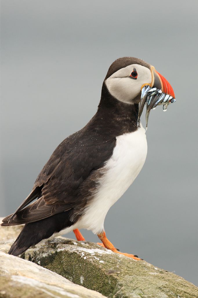 Portrait of Puffin Standing with Sandeels