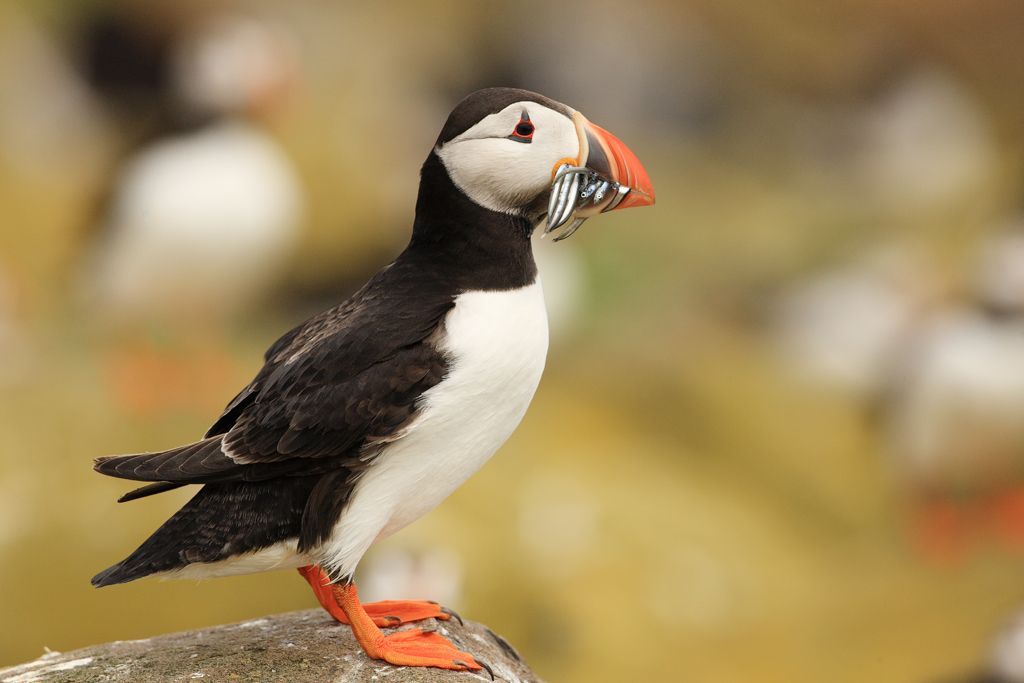 Puffin with Sandeels and Colony in Background