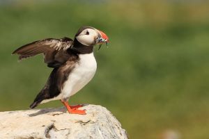 Puffin Stretching Wings at Colony