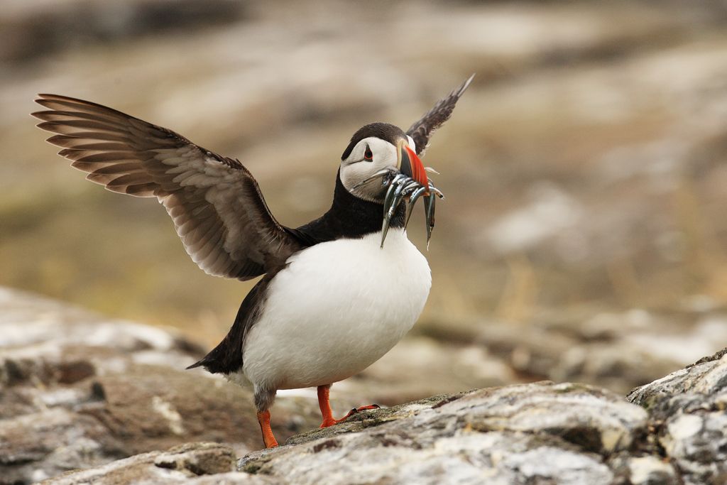 Puffin with Sandeels Spreading Wings