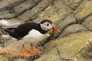 Puffin Gathering Nest Material