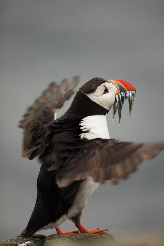 Puffin with Wings Outstretched