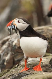 Puffin on Rocks
