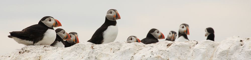 Puffins with Sandeels Gallery