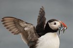 Puffin Gallery