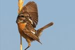 Stonechat On Grass