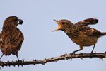 Stonechat Feeding Chick