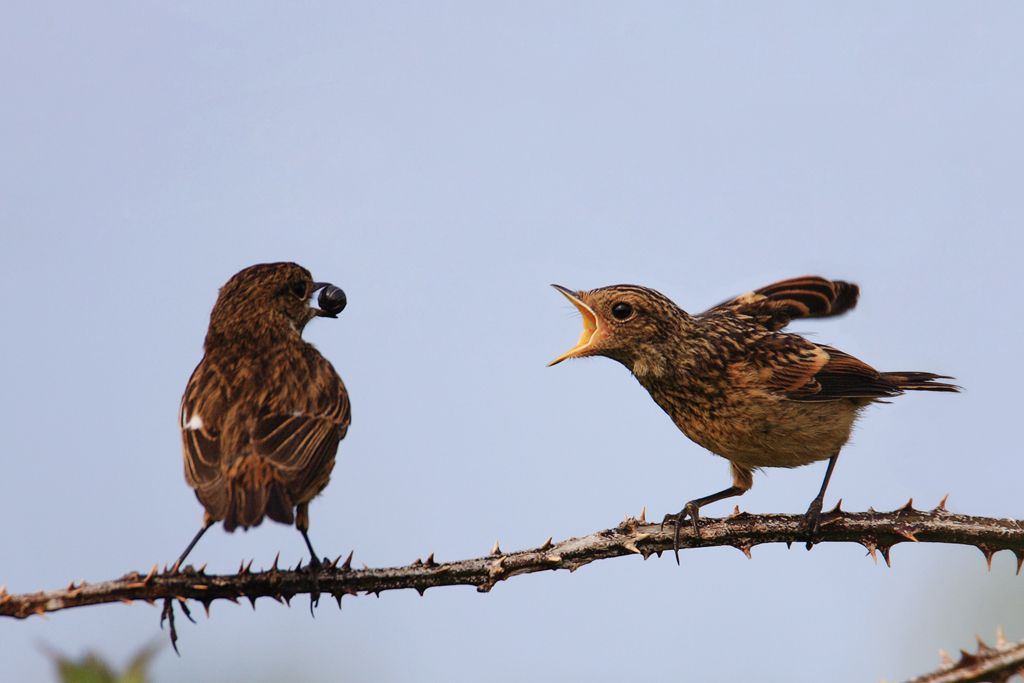Stonechat Feeding Fledgling