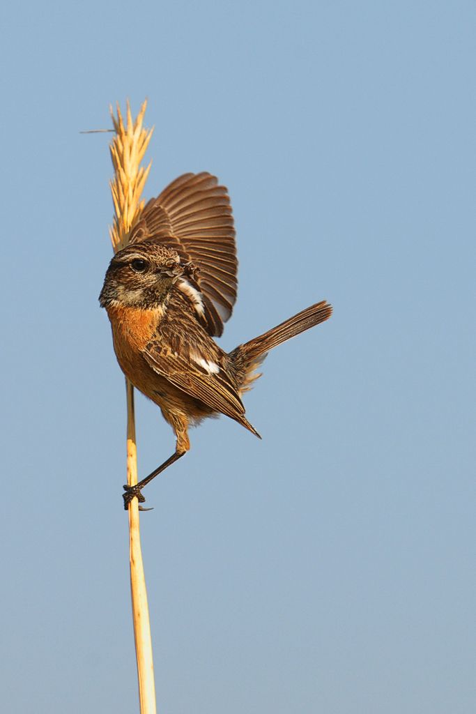 Stonechat on Grass