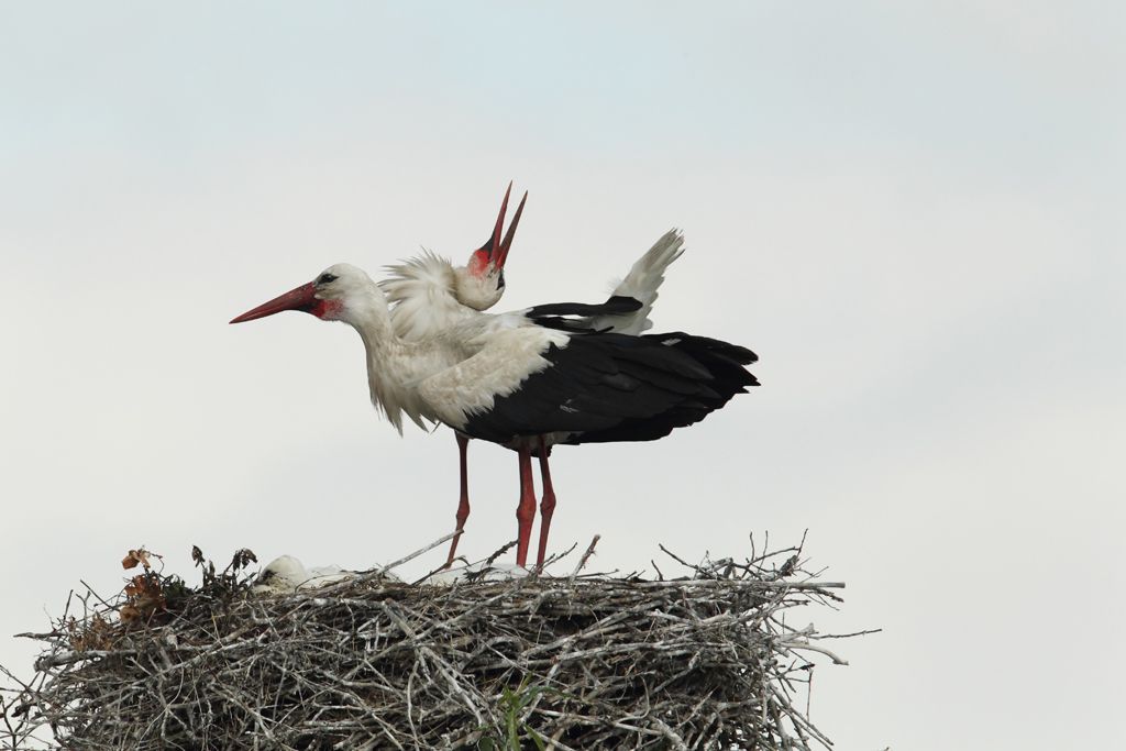 Storks displaying when returning to the nest