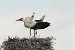 White Storks Displaying at Nest 