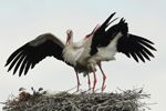 Storks displaying when returning to the Nest