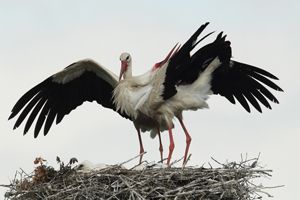 Storks displaying after returning to the Nest