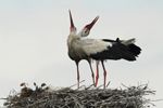 White Storks Throwing Heads Backward