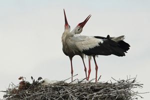 Storks displaying when returning to the nest.