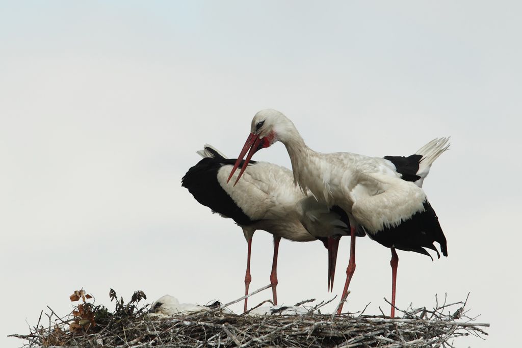 White Storks Crouch Forward in Display