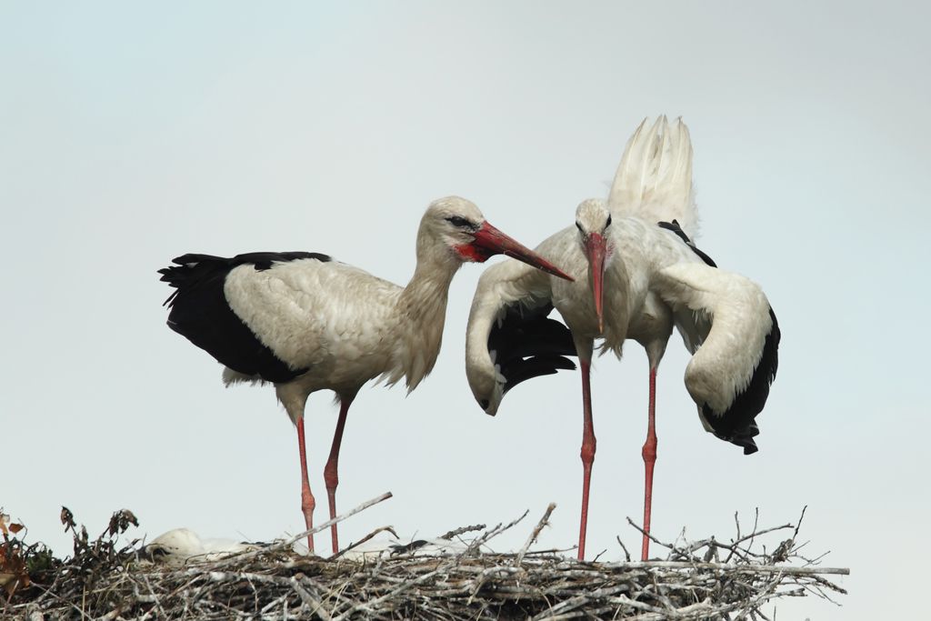 White Stork Bowing