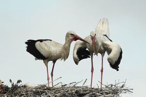 White Stork Bowing