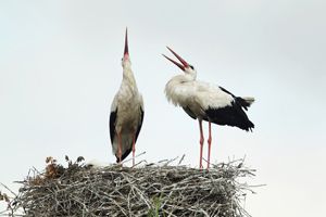 Storks Displaying at Nest