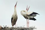 White Storks Extending Necks in Display