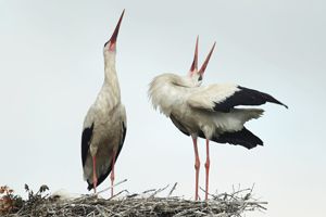 White Storks Extending Necks in Display 