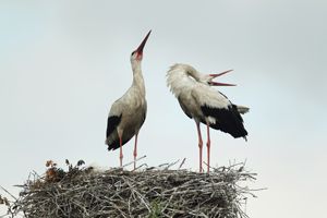White Storks Displaying at Nest