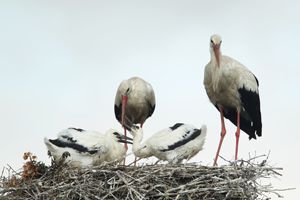White Stork Regurgitates Food to Young 